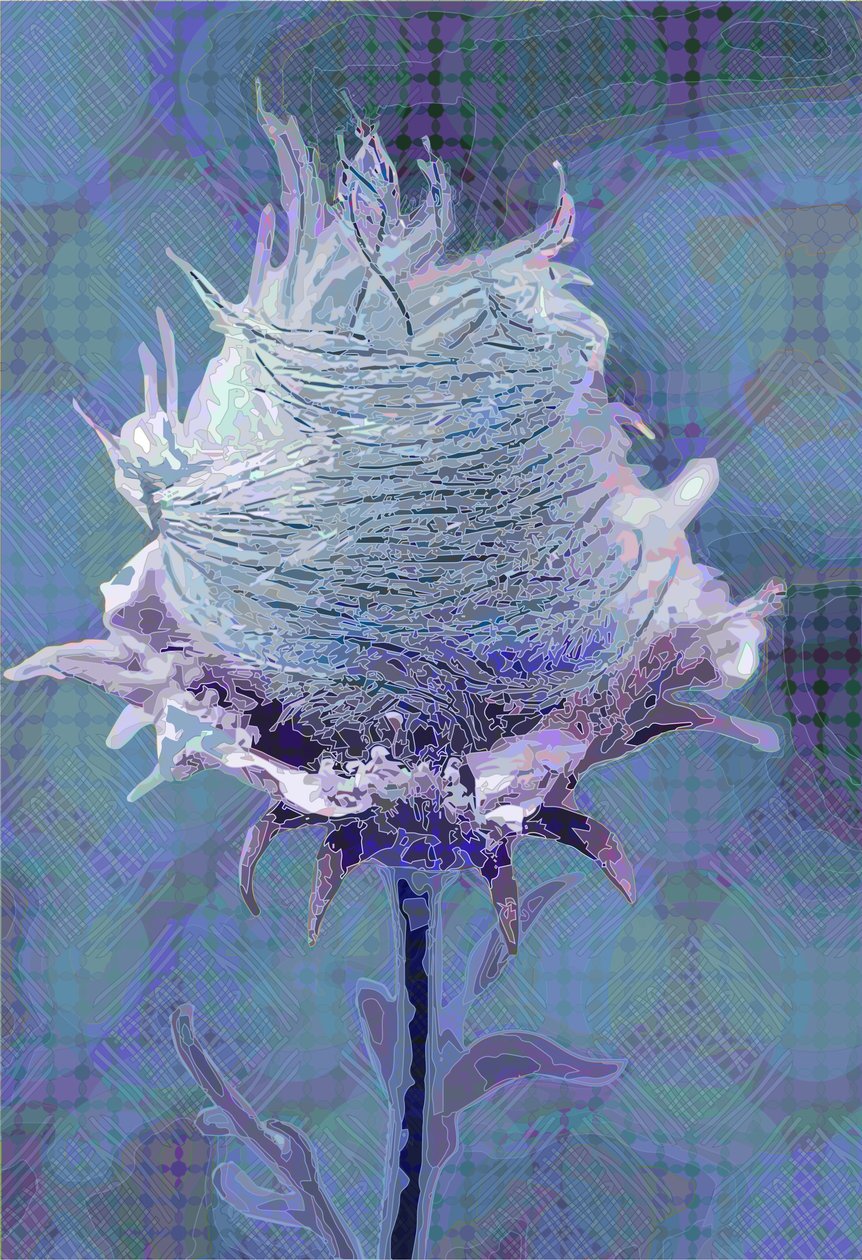 Waldgeißblatt4, 2019 von Scott J. Davis