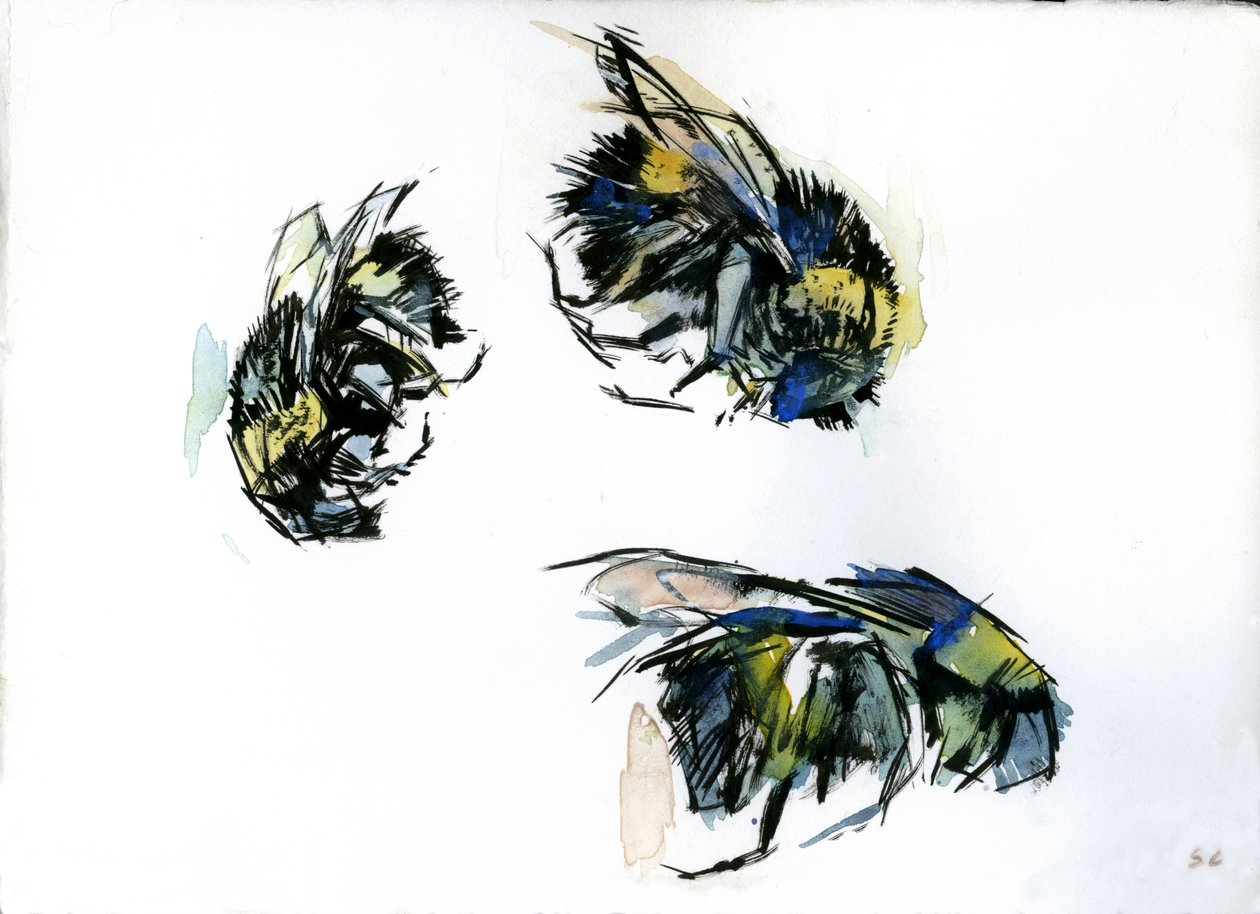 Bienenstudien, 2024 von Shaun Carey