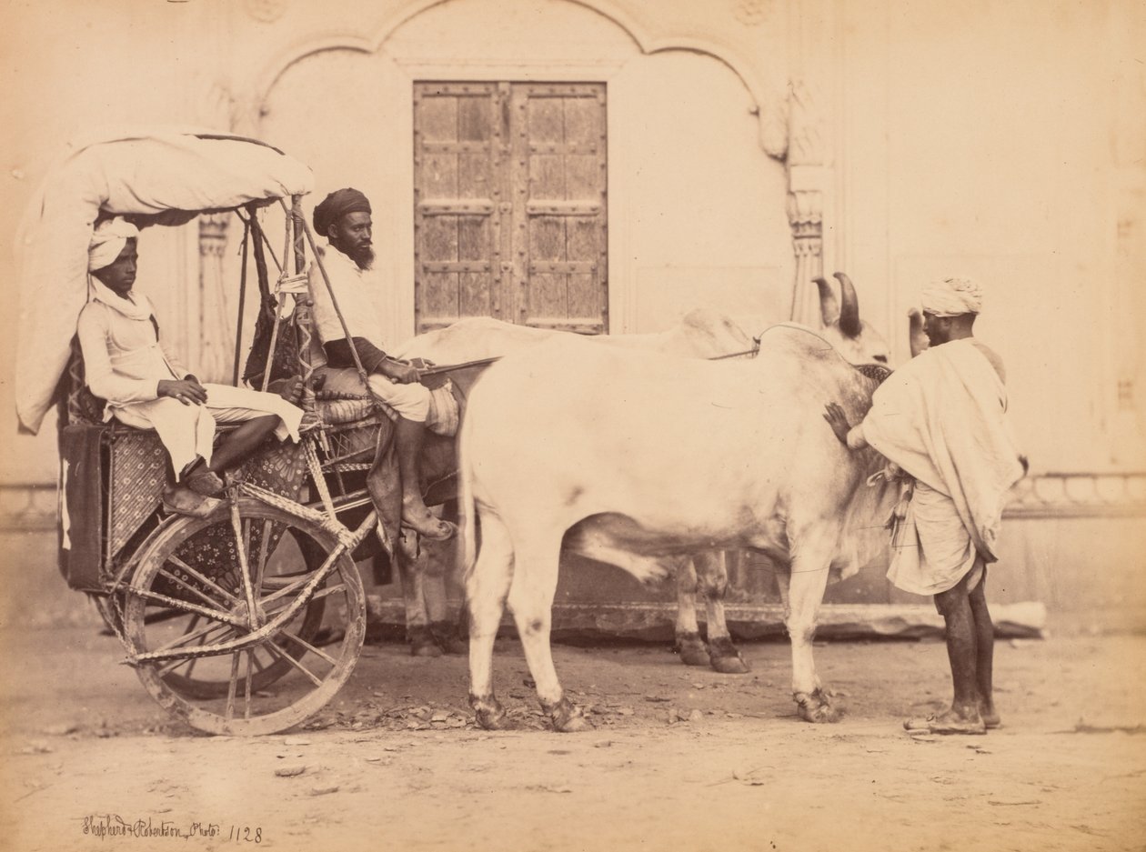 Ochsenkarren, Delhi von Shepherd and Robertson