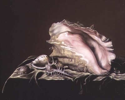 Stillleben mit Muscheln von Simon Renard de Saint Andre