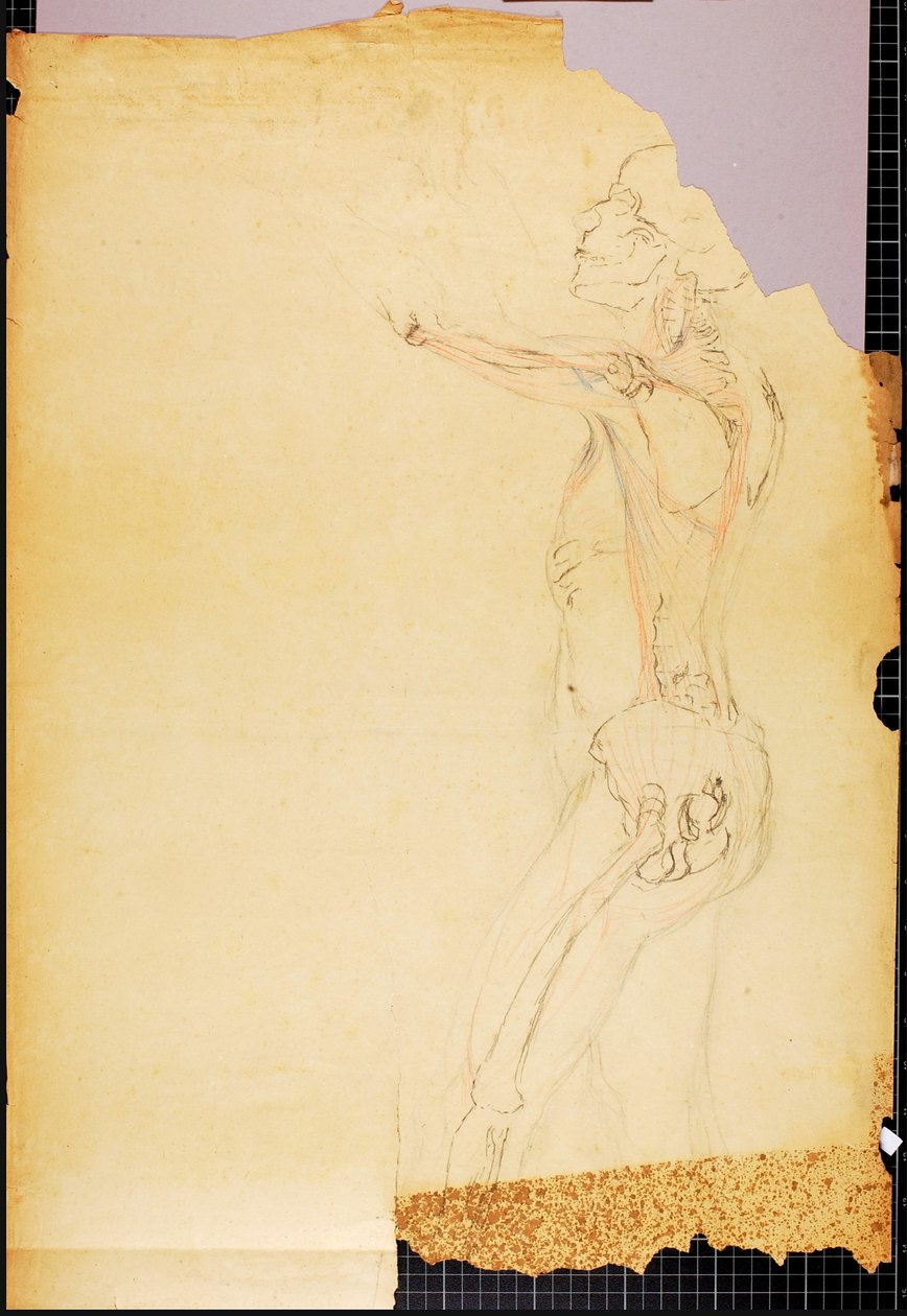 Anatomiestudie von Solon H. Borglum