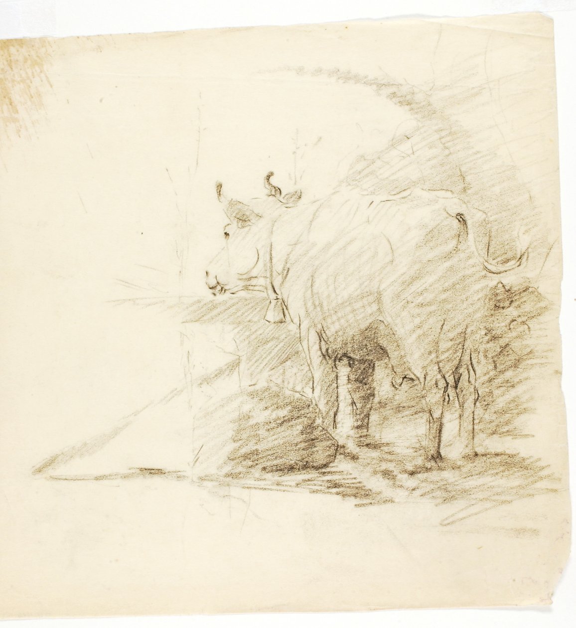 Kuh von Solon H. Borglum