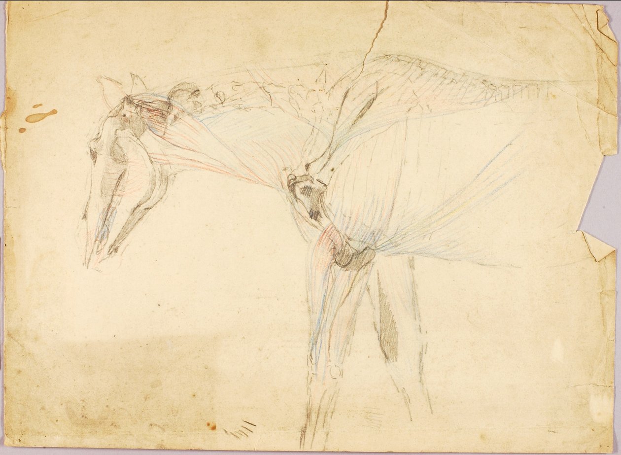 Pferdestudie von Solon H. Borglum