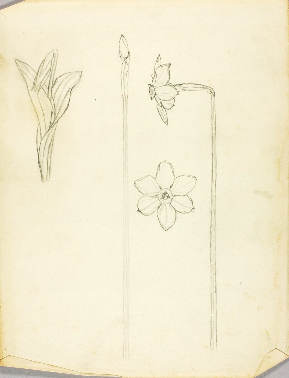 Pflanzenstudie von Solon H. Borglum