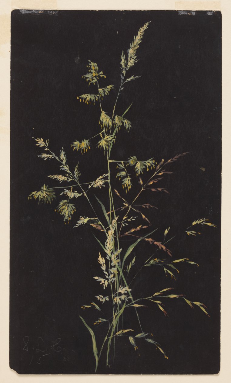 Studie von Gras im Samen von Sophia L. Crownfield