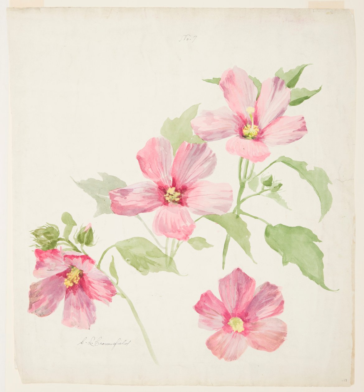 Studie von Malve von Sophia L. Crownfield