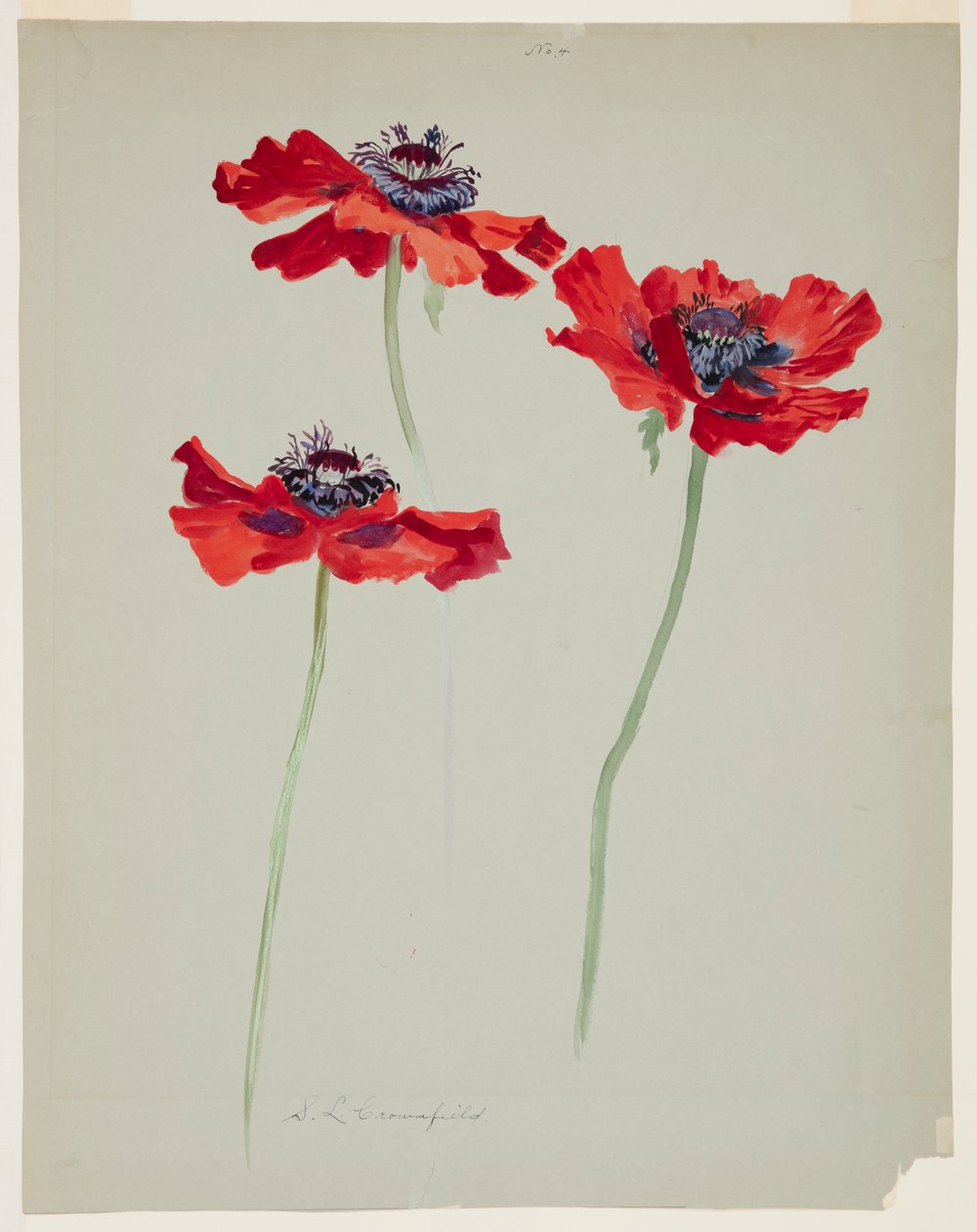 Drei Studien von Mohnblumen von Sophia L. Crownfield