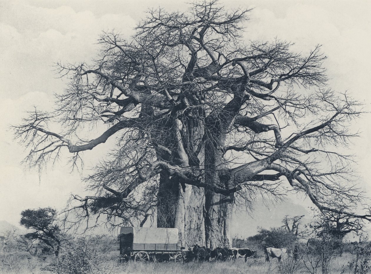 Ein Baobab-Baum von South African Photographer