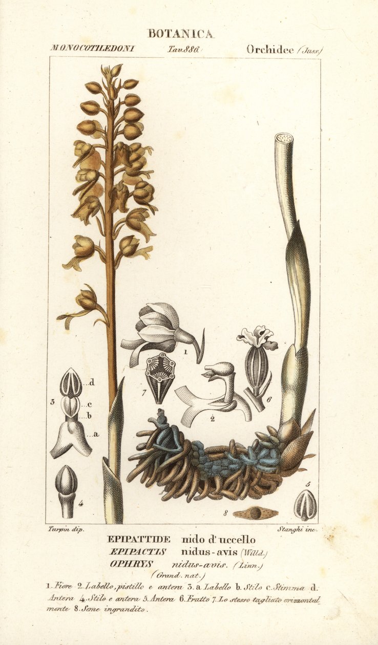 Vogelnestwurz, Neottia nidus-avis von Stanghi Stanghi