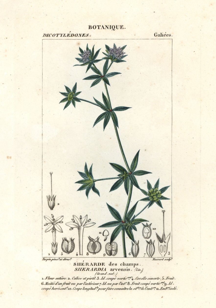 Acker-Röte, Sherardia arvensis von Stanghi Stanghi