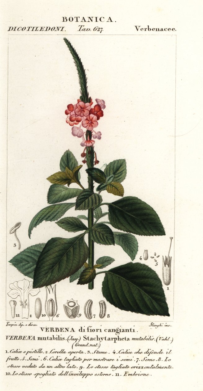 Veränderlicher Samtbeere, Stachytarpheta mutabilis von Stanghi Stanghi