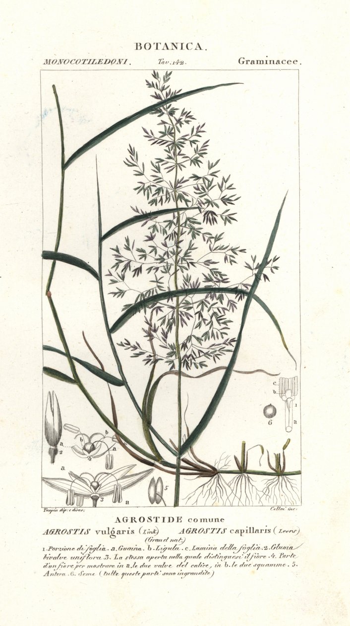 Gewöhnliches Rispengras, Agrostis capillaris von Stanghi Stanghi