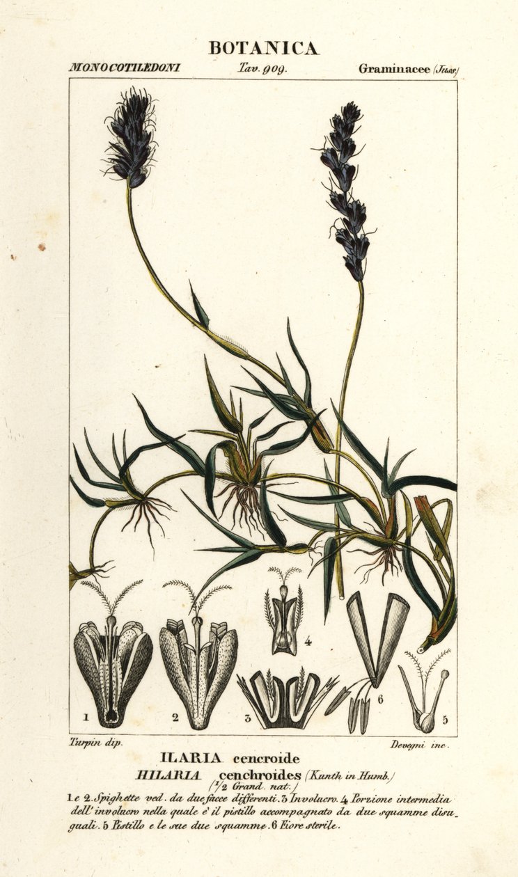 Krauses Büffelgras, Hilaria cenchroides von Stanghi Stanghi