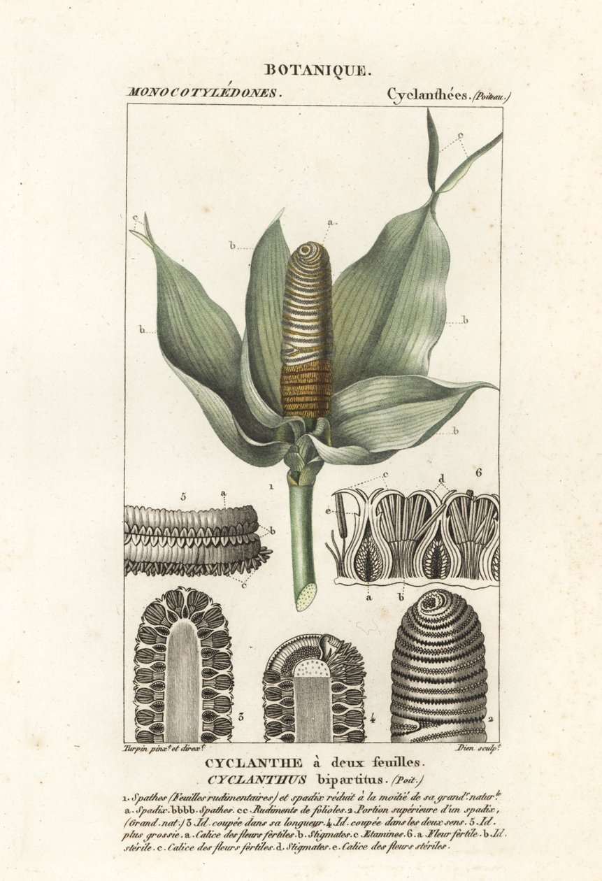 Cyclanthus bipartitus von Stanghi Stanghi