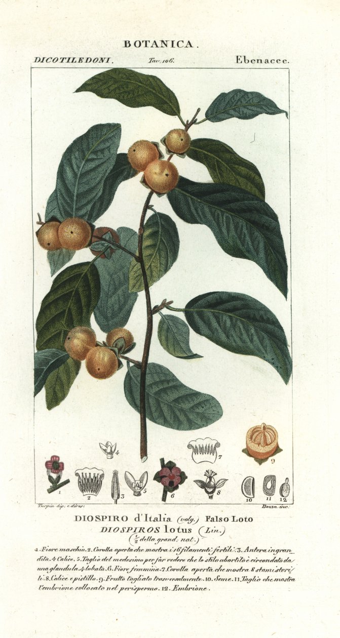 Dattelpflaume, Diospyros lotus von Stanghi Stanghi