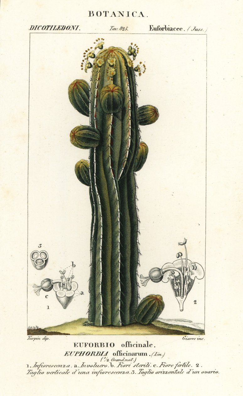 Euphorbia officinarum von Stanghi Stanghi