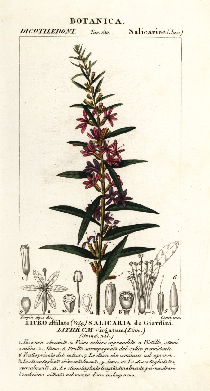 Europäische Blutweiderich, Lythrum virgatum von Stanghi Stanghi
