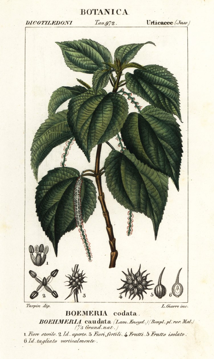 Falsche Brennnessel, Boehmeria caudata von Stanghi Stanghi