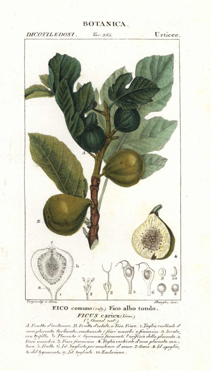 Feigenbaum und Frucht, Ficus carica von Stanghi Stanghi