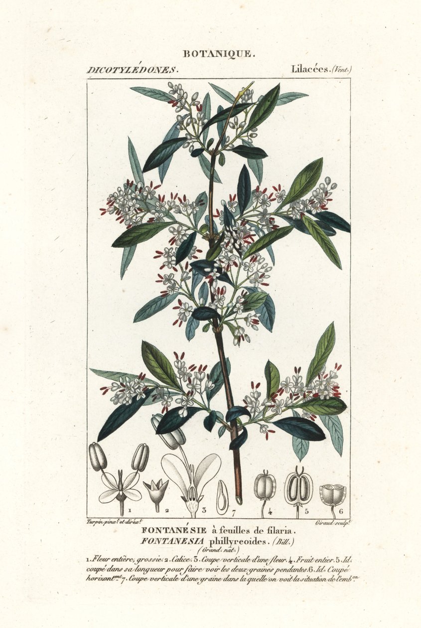 Fontanesia phillyreoides von Stanghi Stanghi