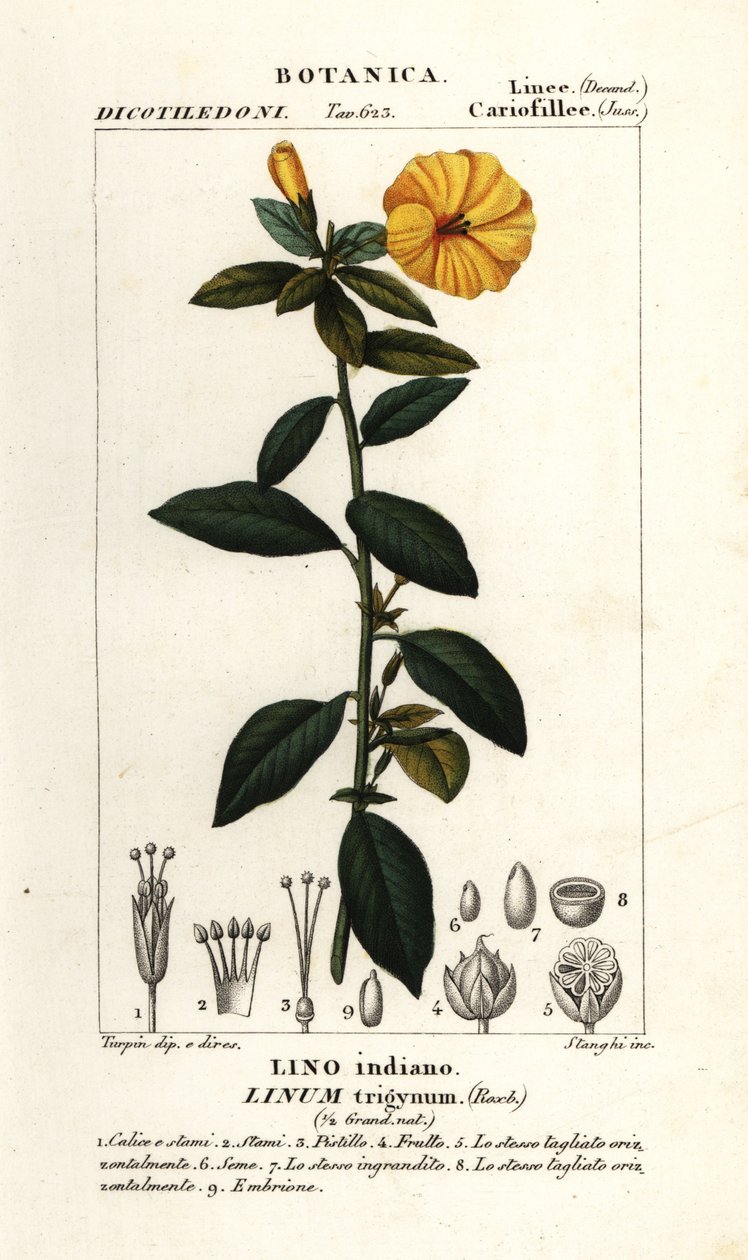Französischer Flachs, Linum trigynum von Stanghi Stanghi