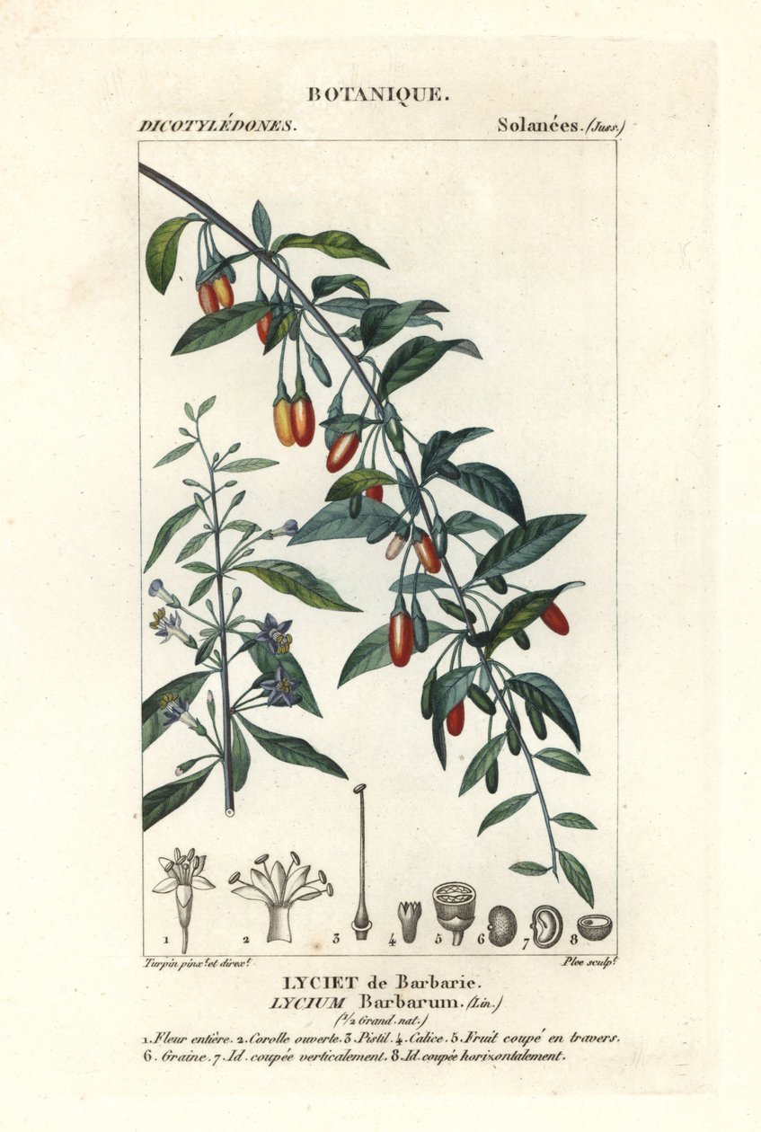 Gojibeere, Lycium barbarum von Stanghi Stanghi