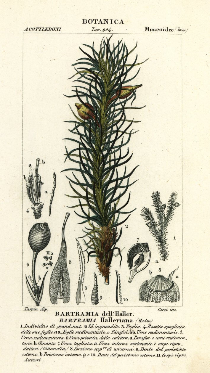 Hallers Apfelmoos, Bartramia halleriana von Stanghi Stanghi