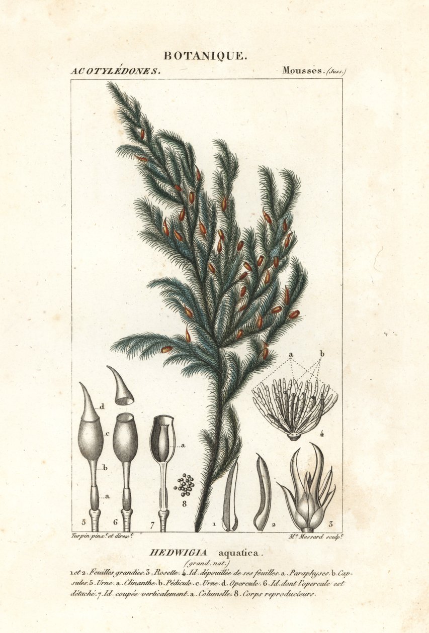 Hedwigia aquatica Moos von Stanghi Stanghi