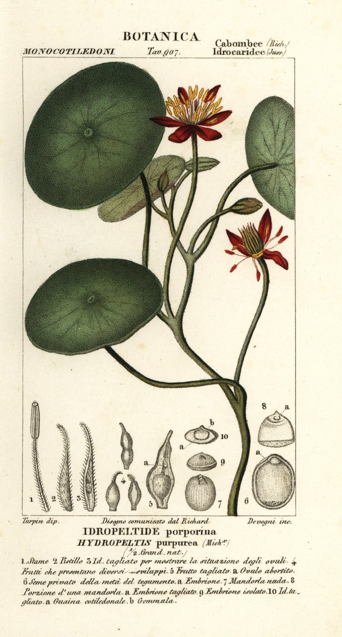 Junsai, Brasenia schreberi von Stanghi Stanghi