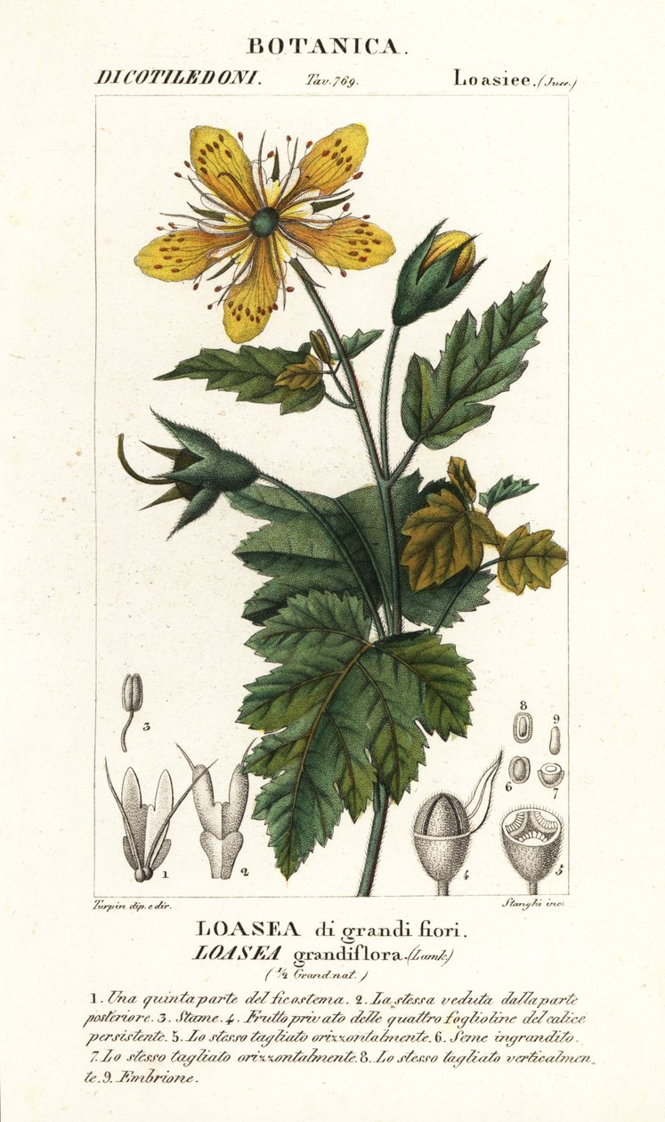 Loasea grandiflora von Stanghi Stanghi