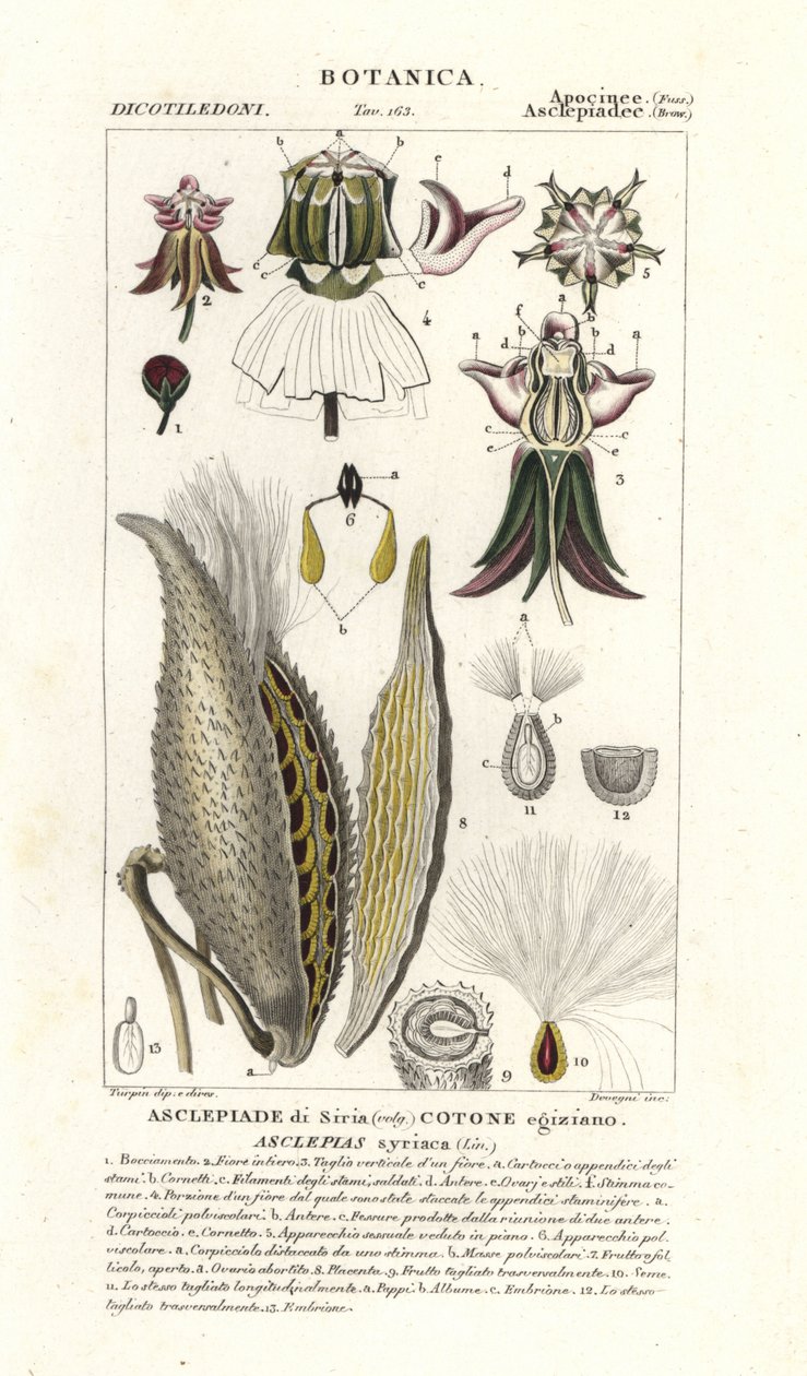 Seidenpflanze, Asclepias syriaca von Stanghi Stanghi