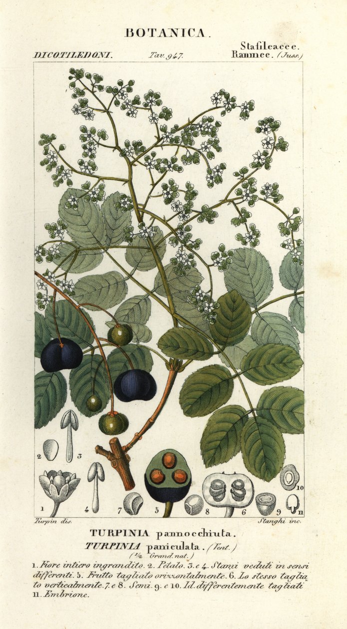 Muttonwood, Turpinia occidentalis von Stanghi Stanghi