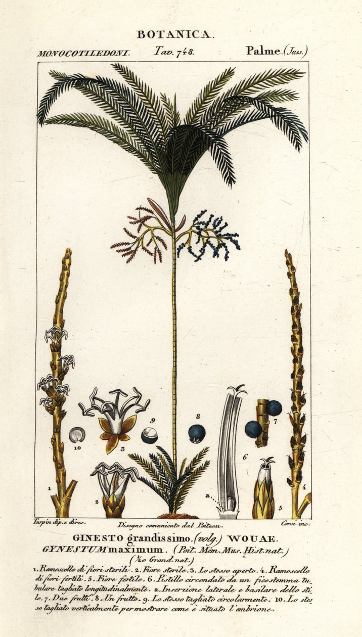 Palme, Geonoma maxima von Stanghi Stanghi
