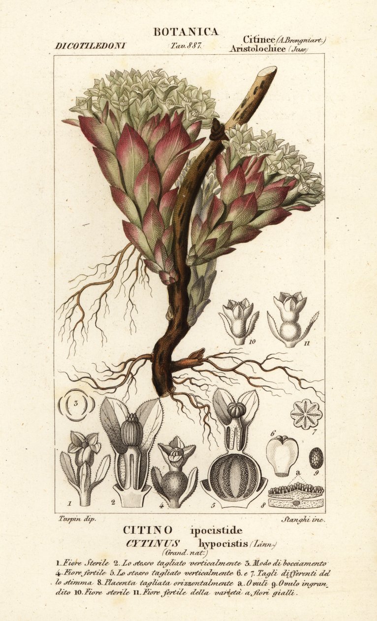 Parasitische Pflanze, Cytinus hypocistis von Stanghi Stanghi