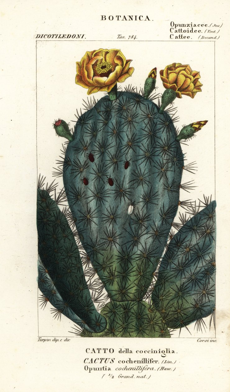Feigenkaktus, Nopalea cochenillifera von Stanghi Stanghi