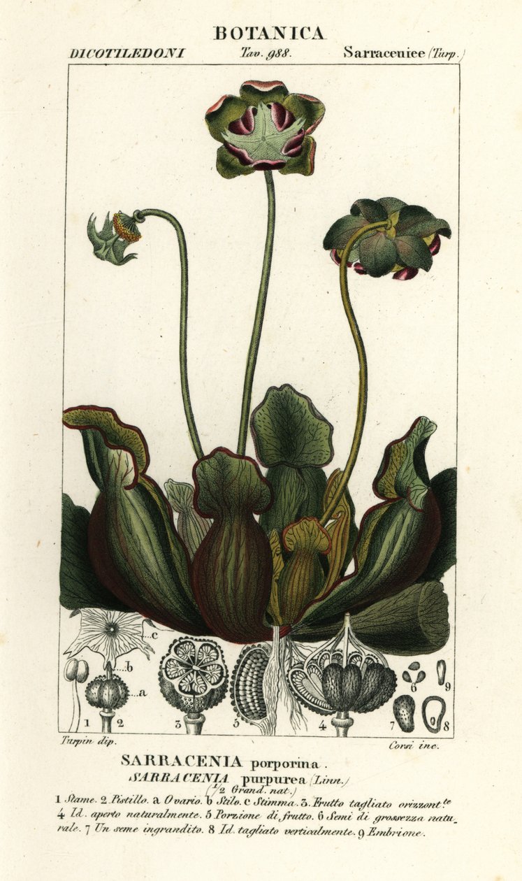 Purpur-Kannenpflanze, Sarracenia purpurea von Stanghi Stanghi