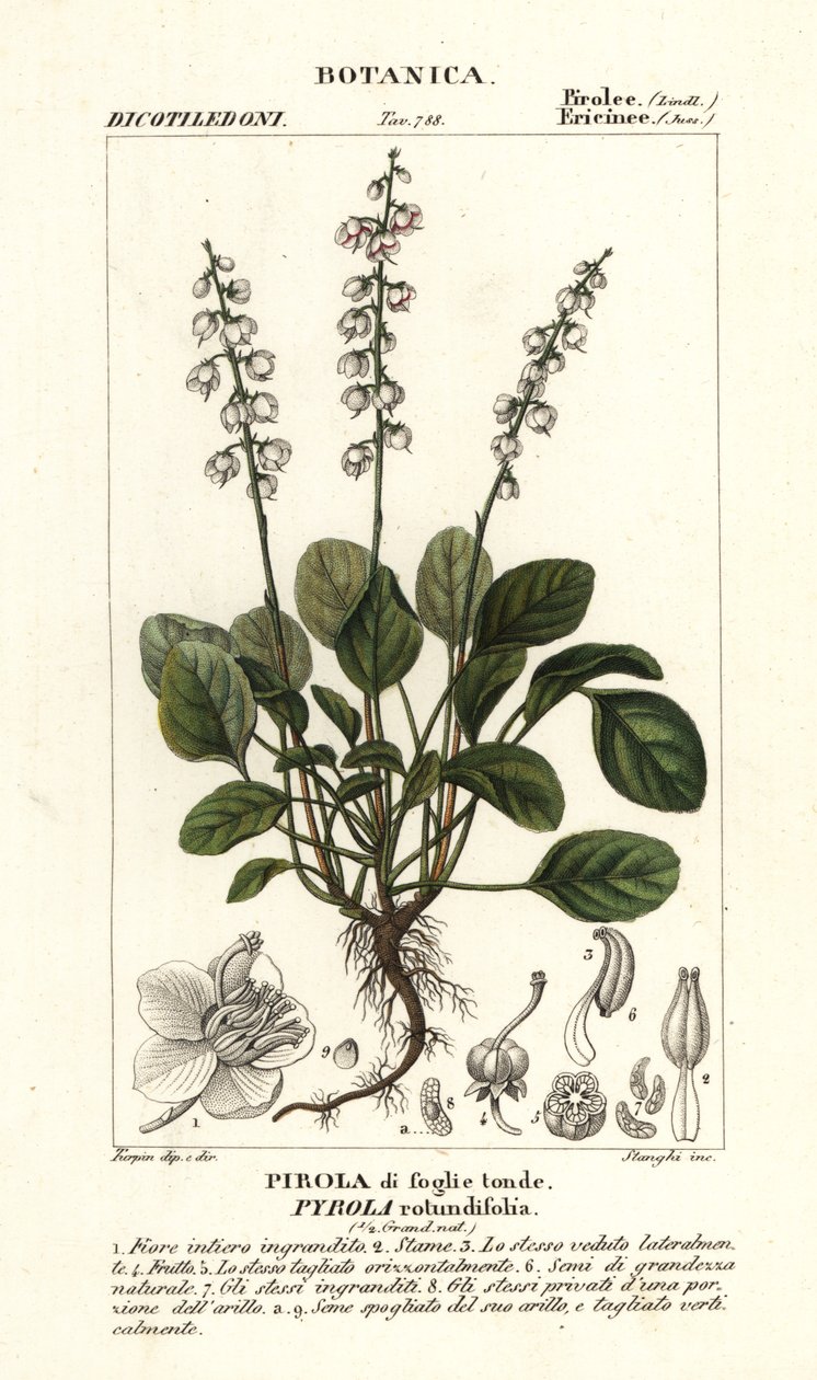 Rundblättriges Wintergrün, Pyrola rotundifolia von Stanghi Stanghi