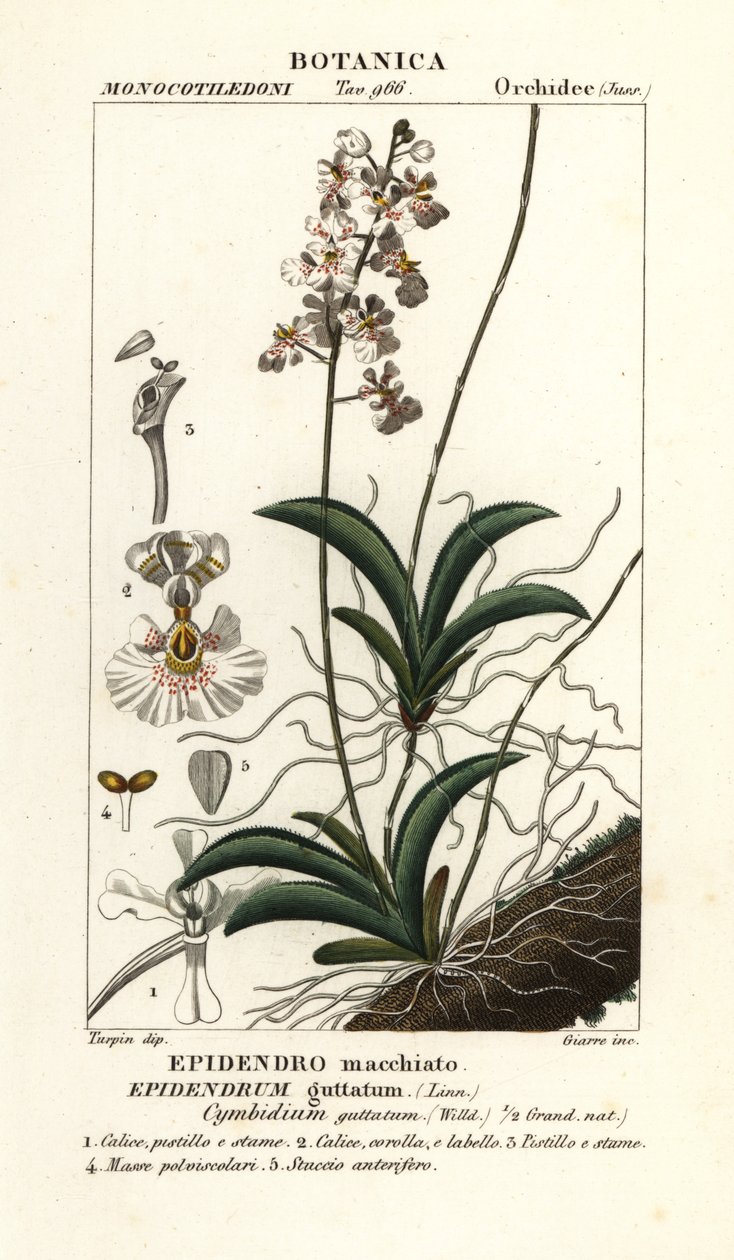 Tolumnia guttata Orchidee von Stanghi Stanghi
