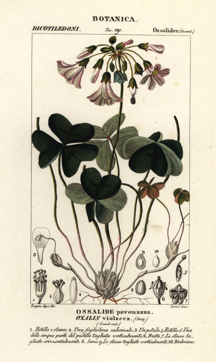 Veilchen-Sauerklee, Oxalis violacea von Stanghi Stanghi