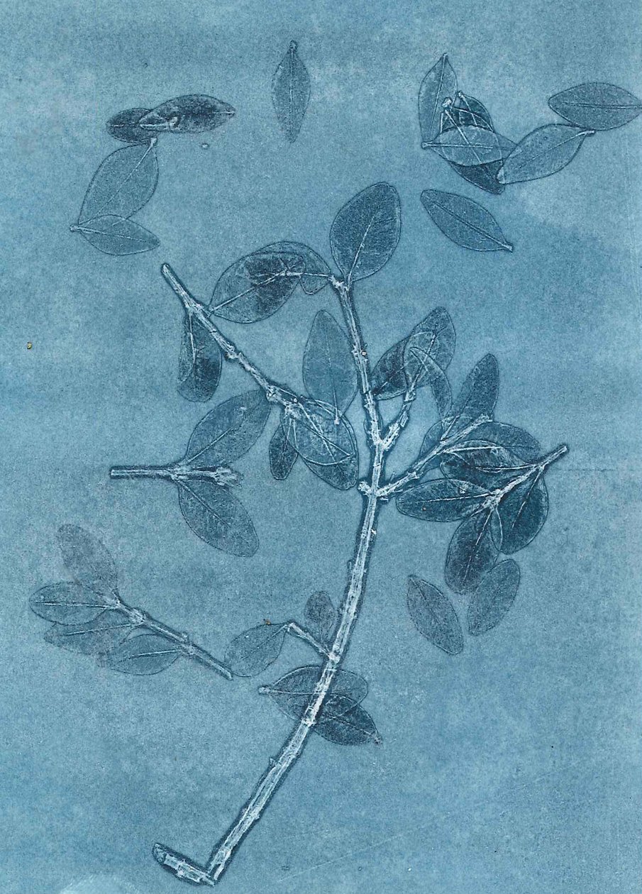 Mitternachtsgarten I von Stephen Dow