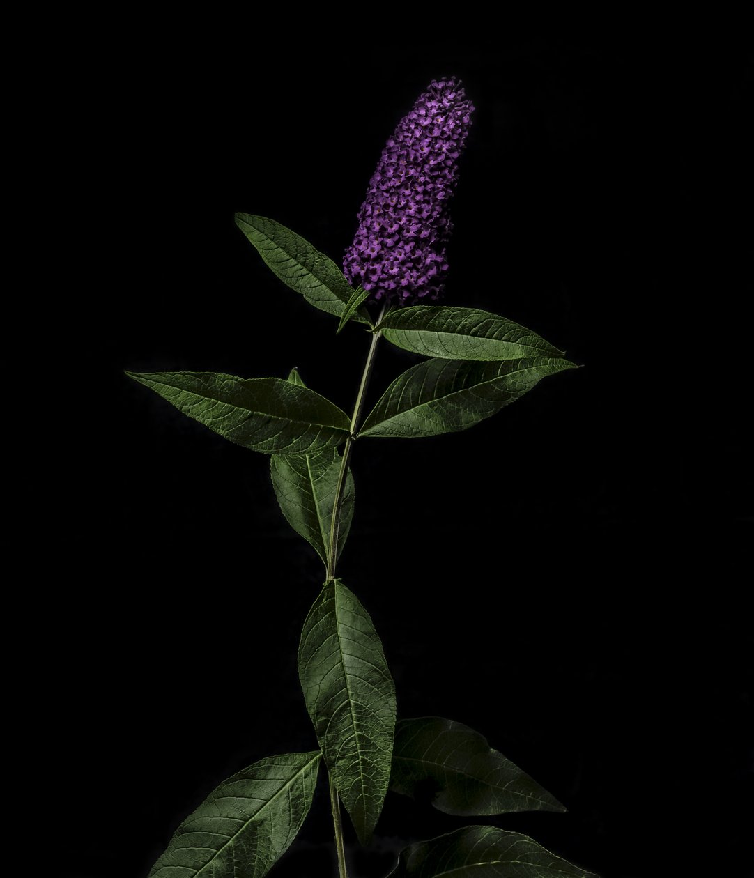 Lila Buddleja, 2020 von Steve Gallagher