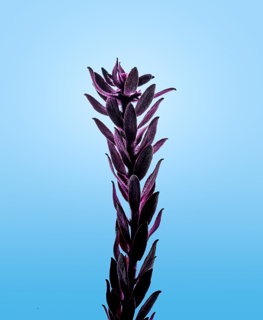 Lila Elodea, 2021 von Steve Gallagher
