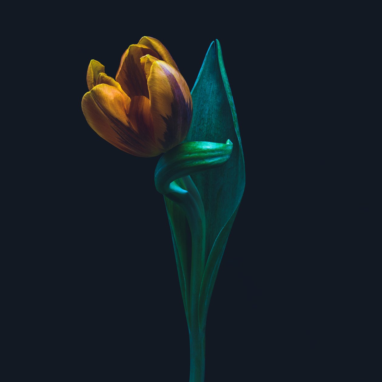 Einzigartige Tulpe, 2022 (Foto) von Steve Gallagher