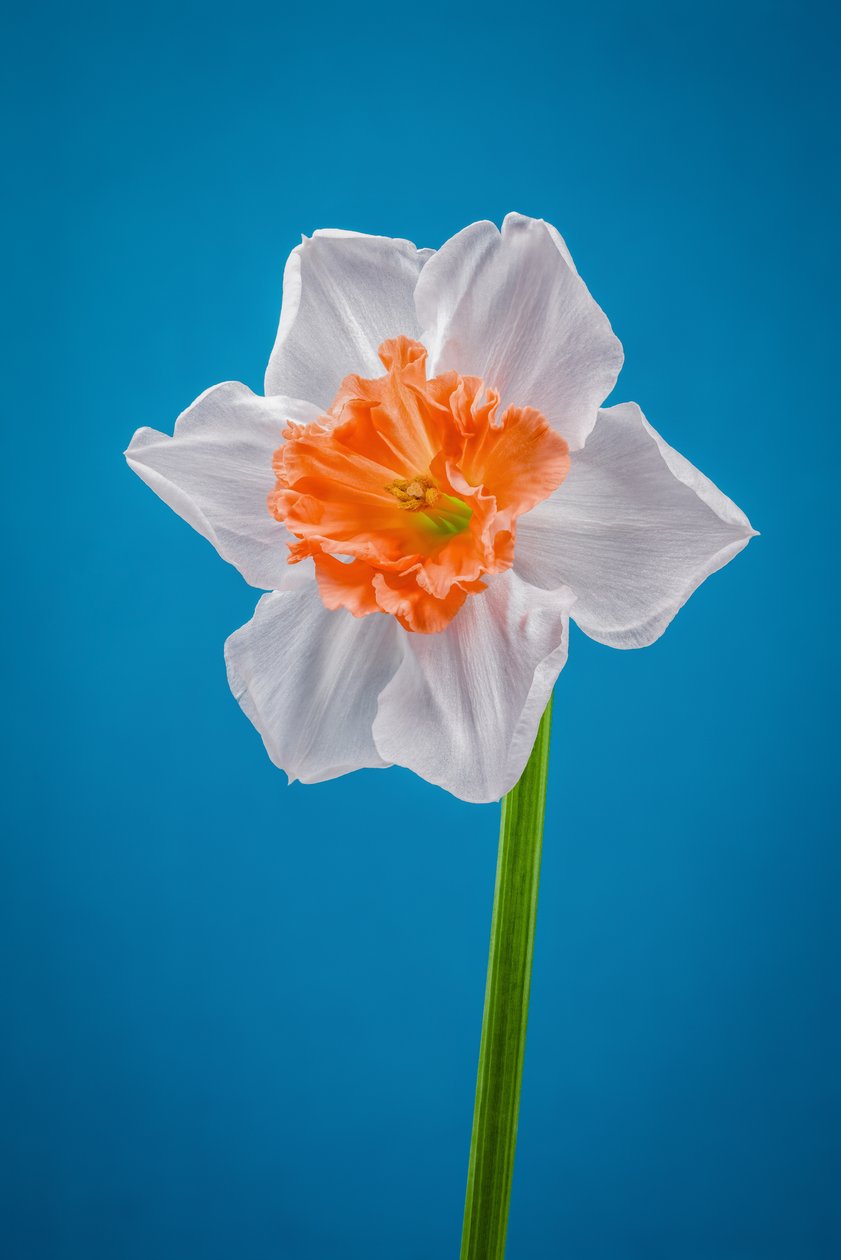 Weiße und orangefarbene Narzisse, 2021 von Steve Gallagher