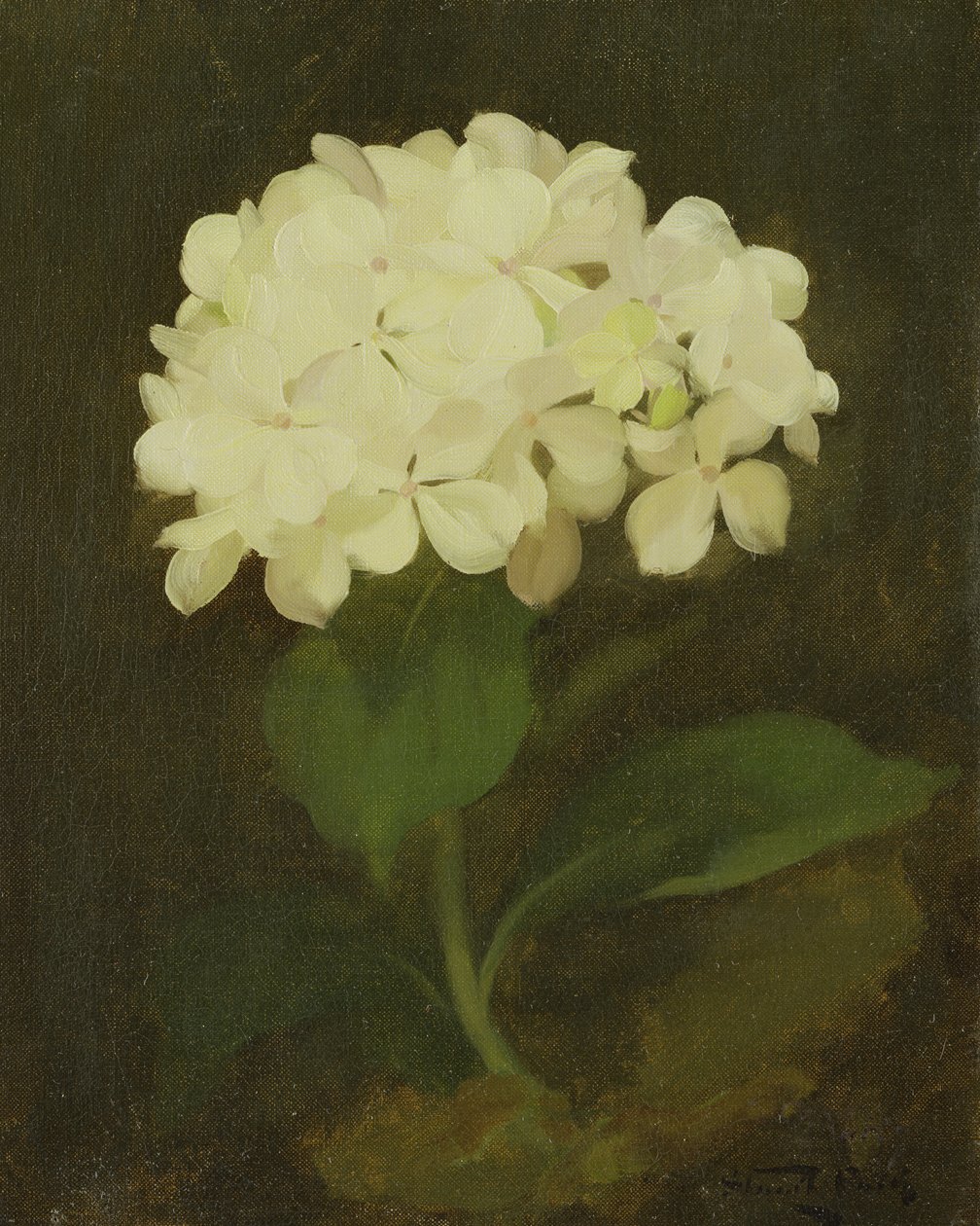 Weiße Hortensie von Stuart Park