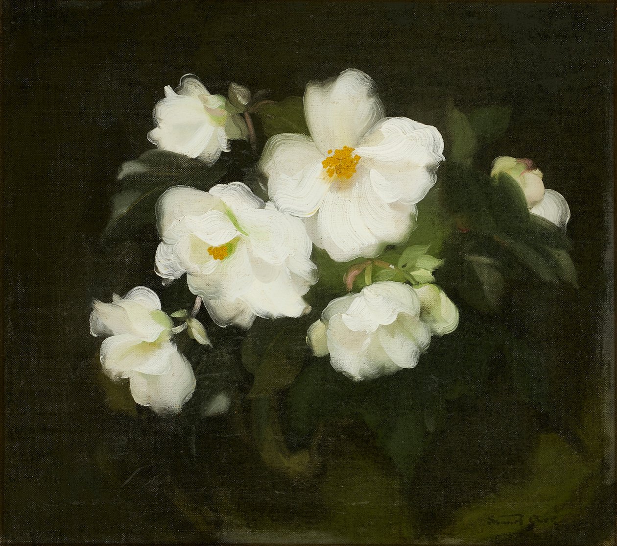 Weiße Rosen von Stuart Park