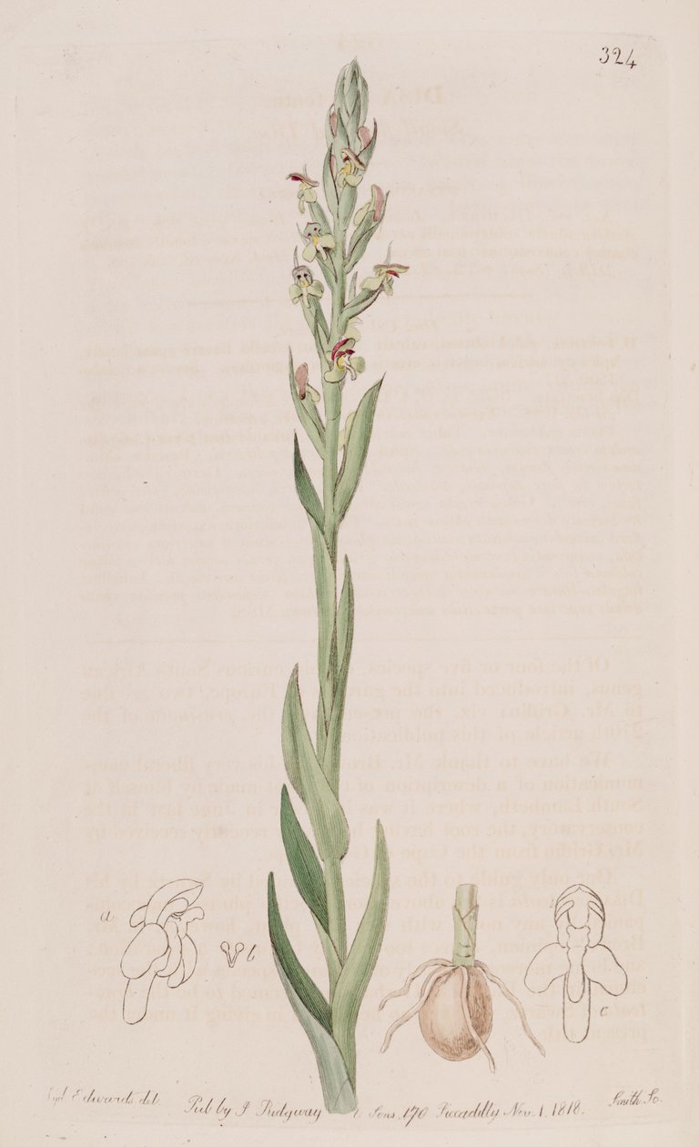 Illustration von Disa bracteata von Sydenham Teast Edwards