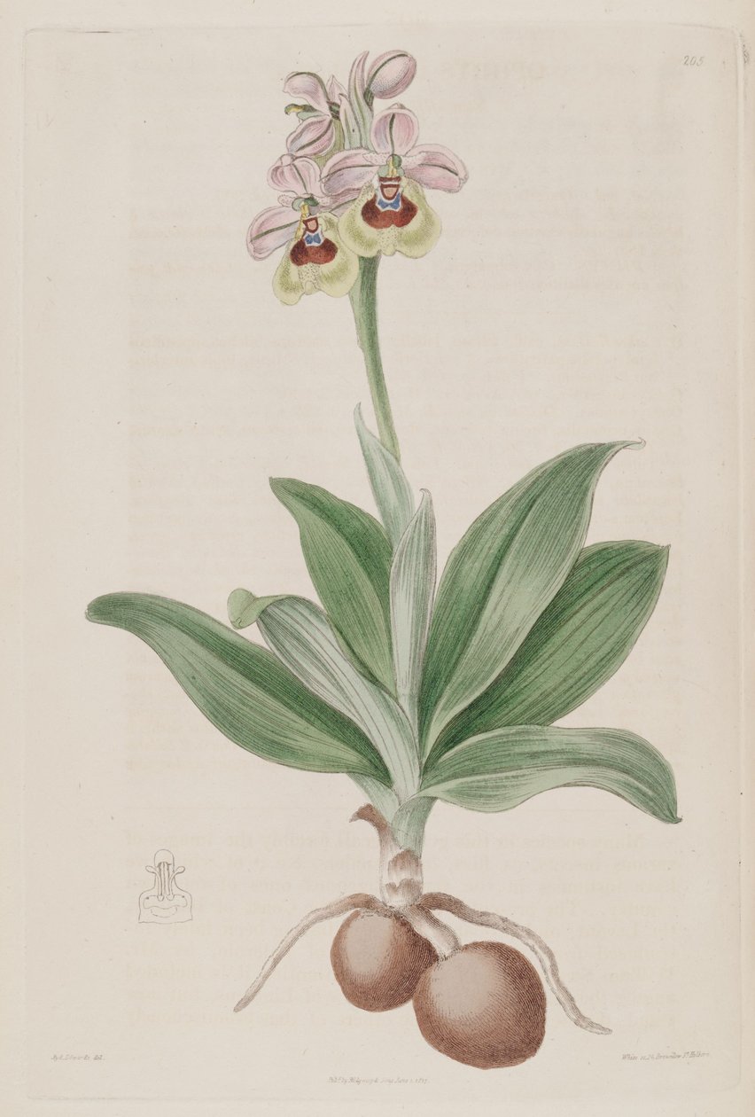 Illustration von Ophrys tenthredinifera von Sydenham Teast Edwards