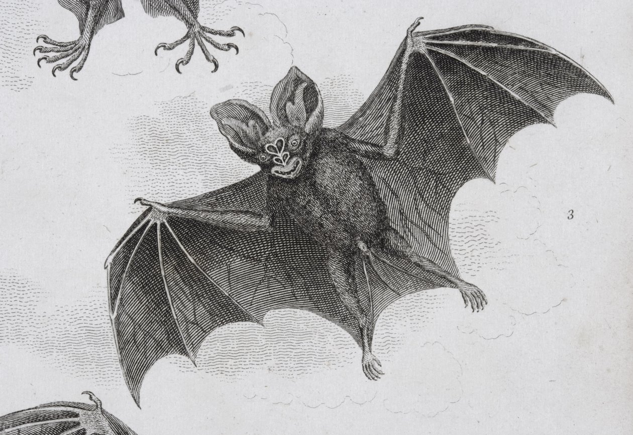 Fledermaus, graviert von Milton von Sydenham Teast Edwards