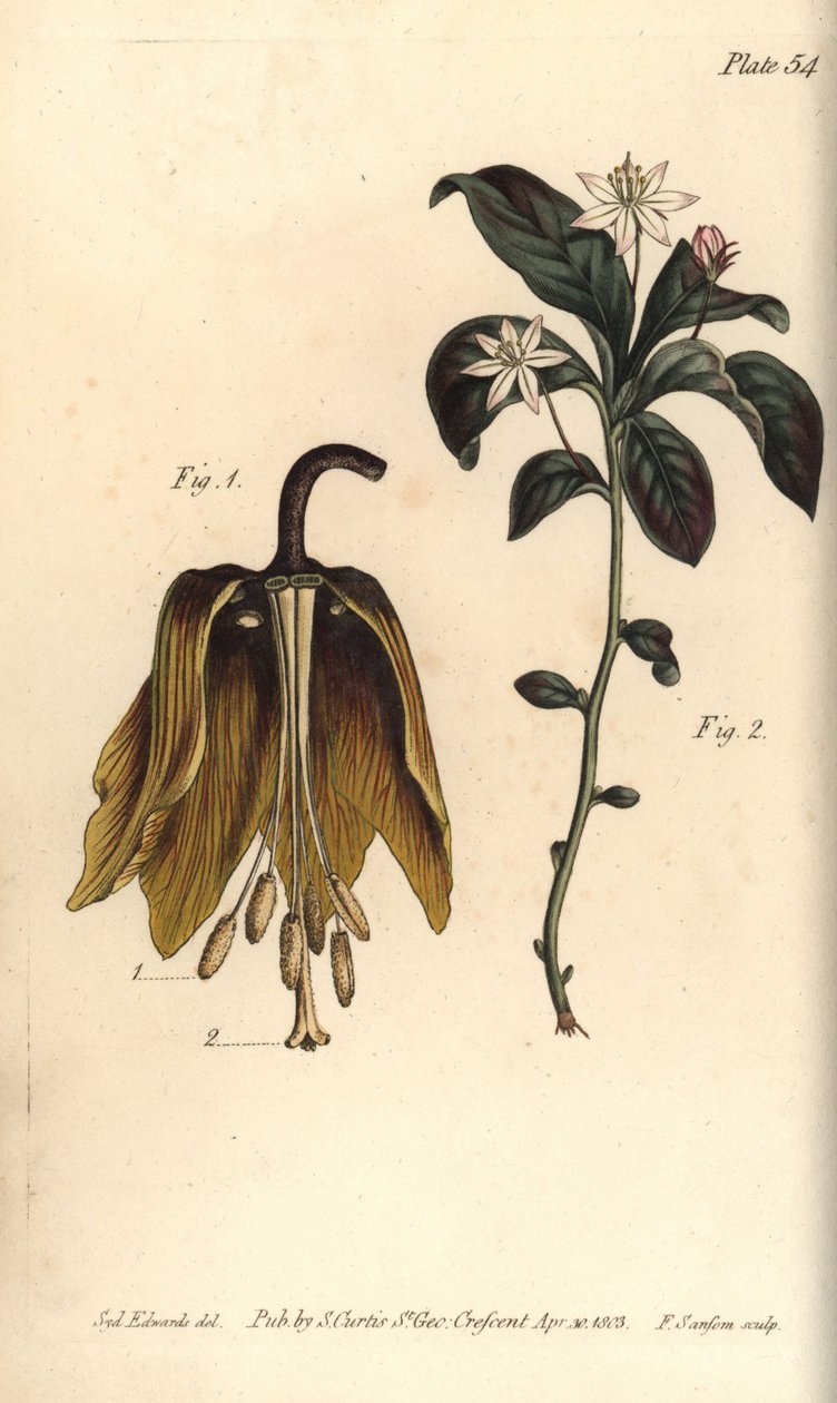 Kaiserkrone, Fritillaria imperialis, Haustrria von Sydenham Teast Edwards